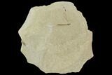 Fossil Cranefly (Tipulidae) - Green River Formation, Utah #111406-1
